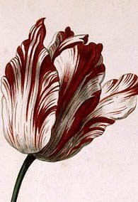 Tulip 'Sempre Augustus'